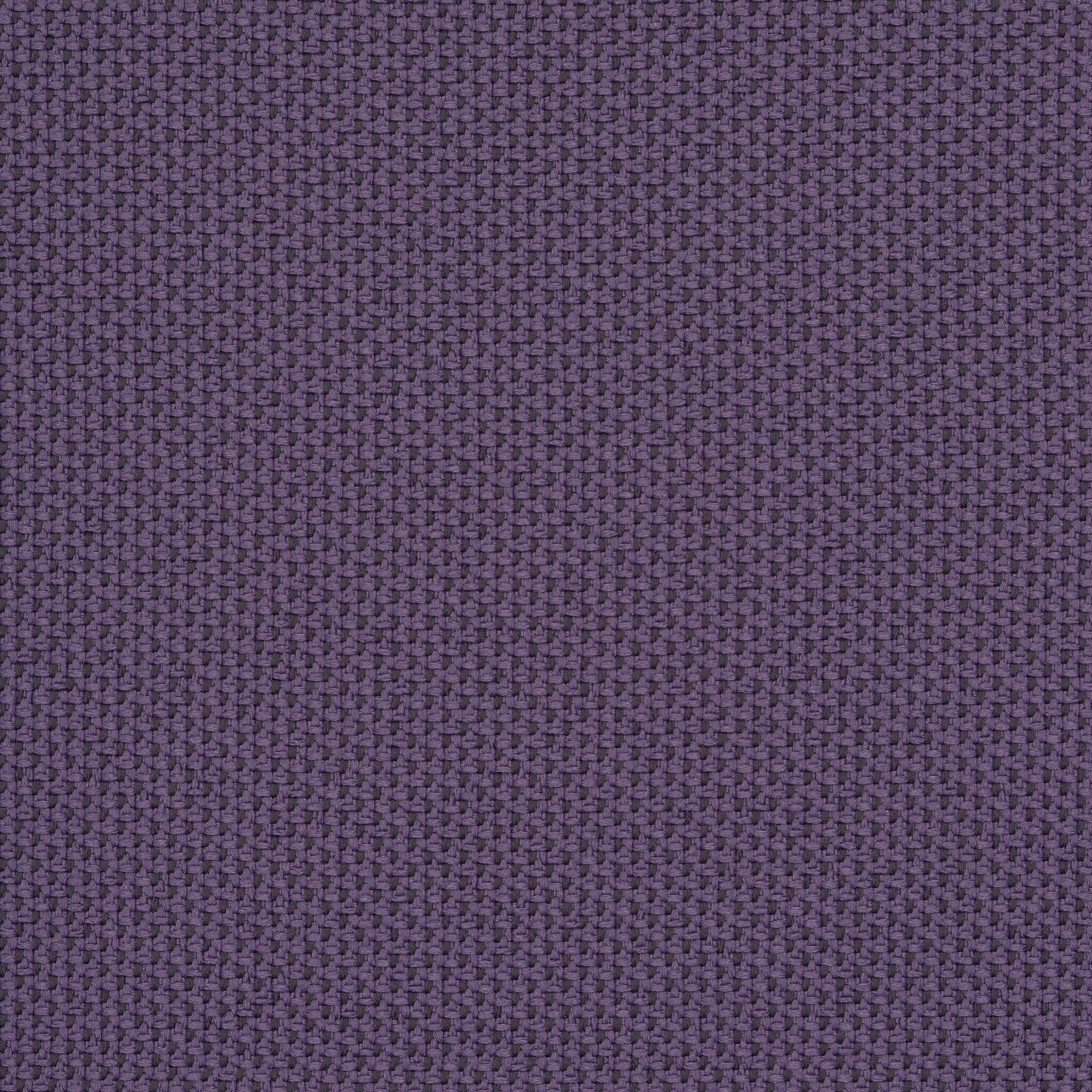 Camira_REP31