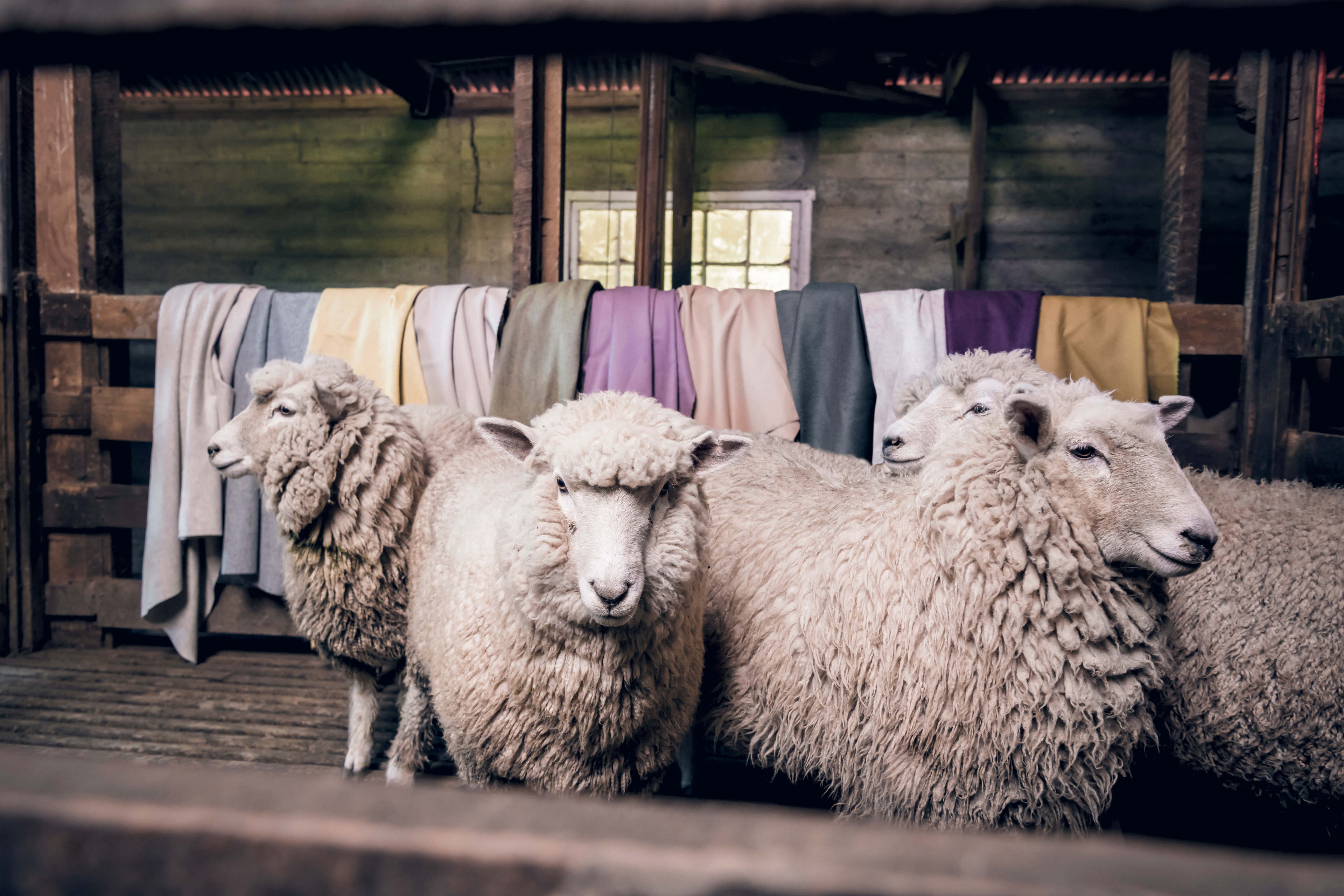 Woolsofnz135 2 Woolsofnz135 2