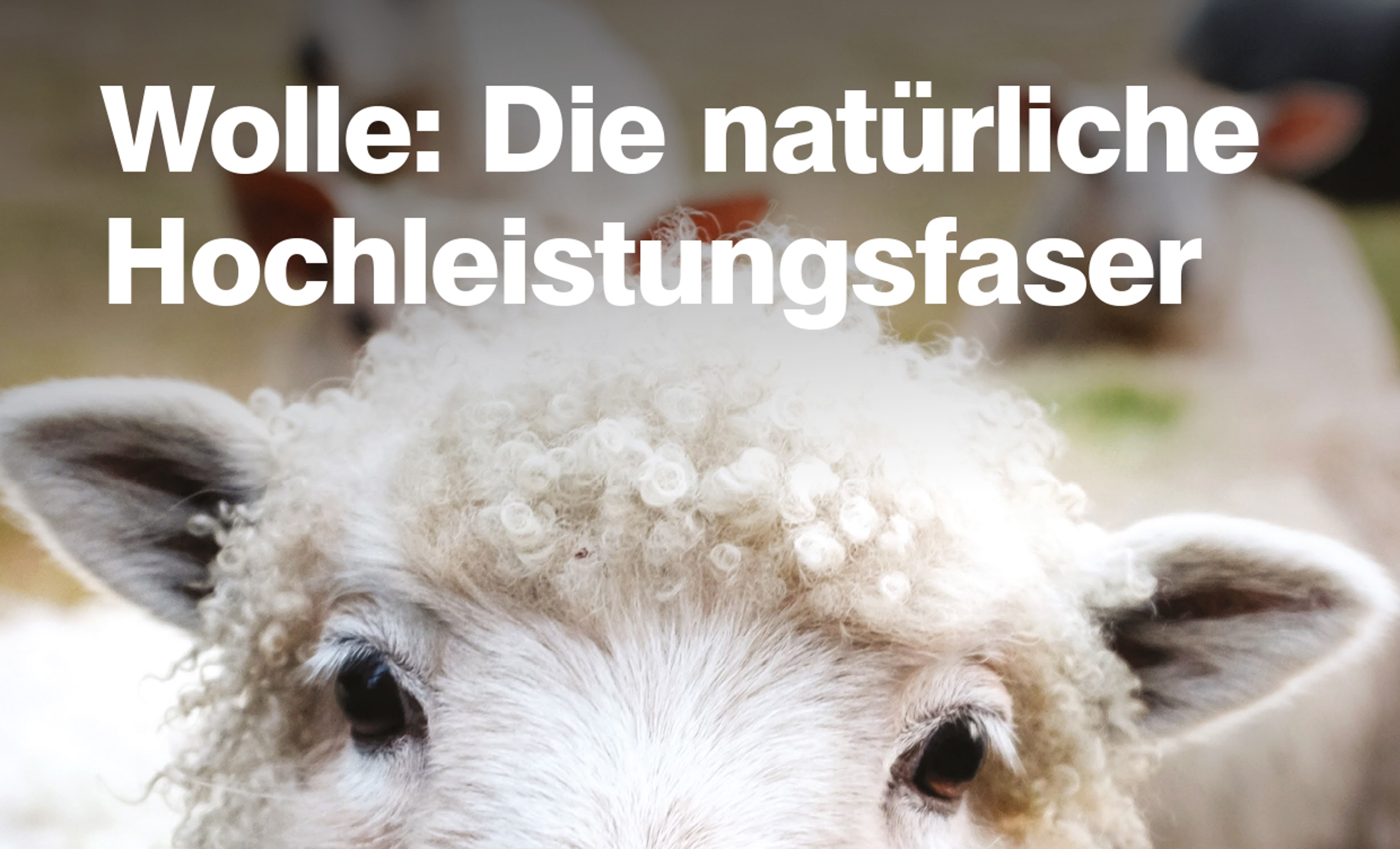 Wool Brochure DE